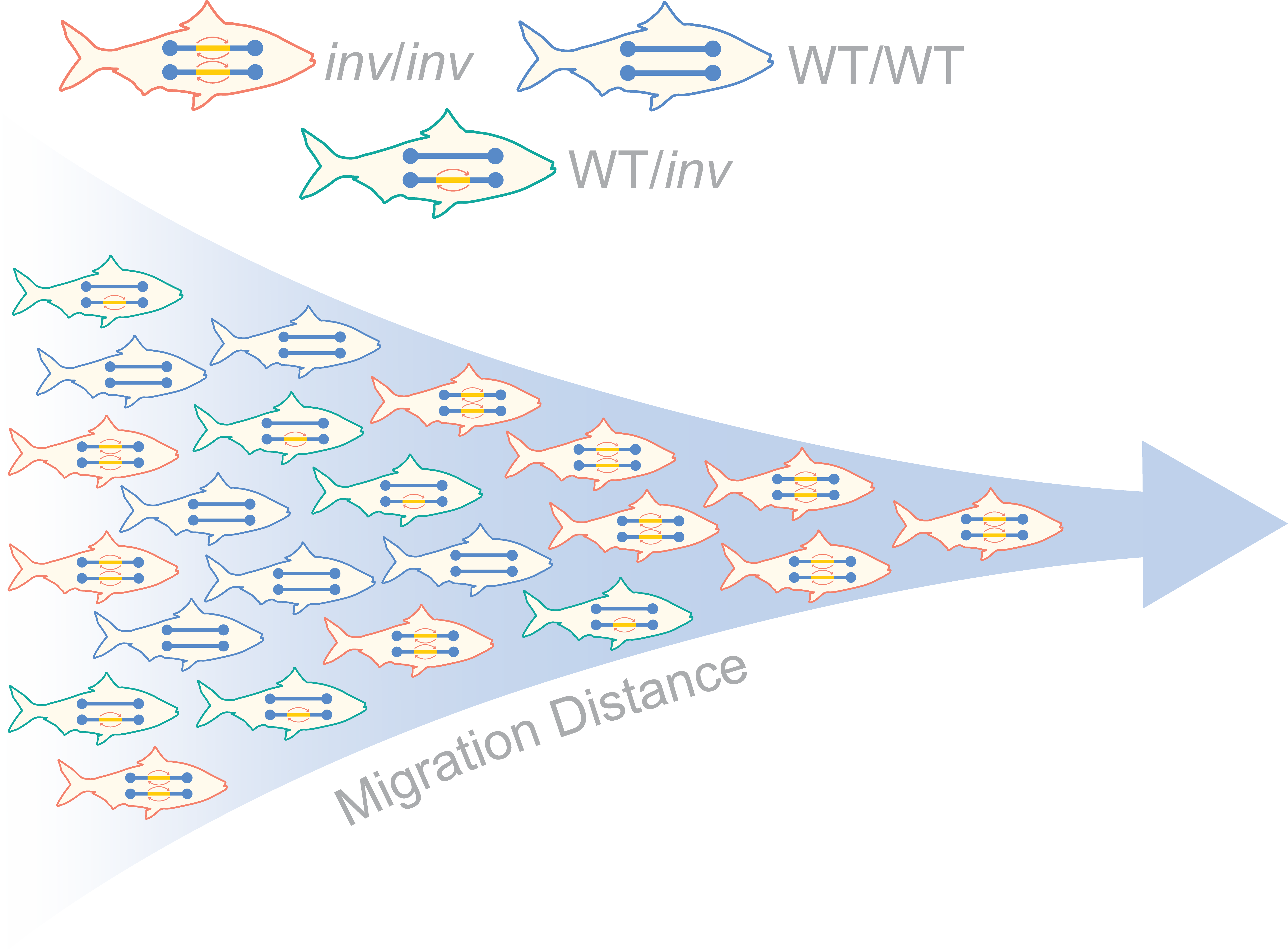 Adaptive Genomics of Invasive American shad