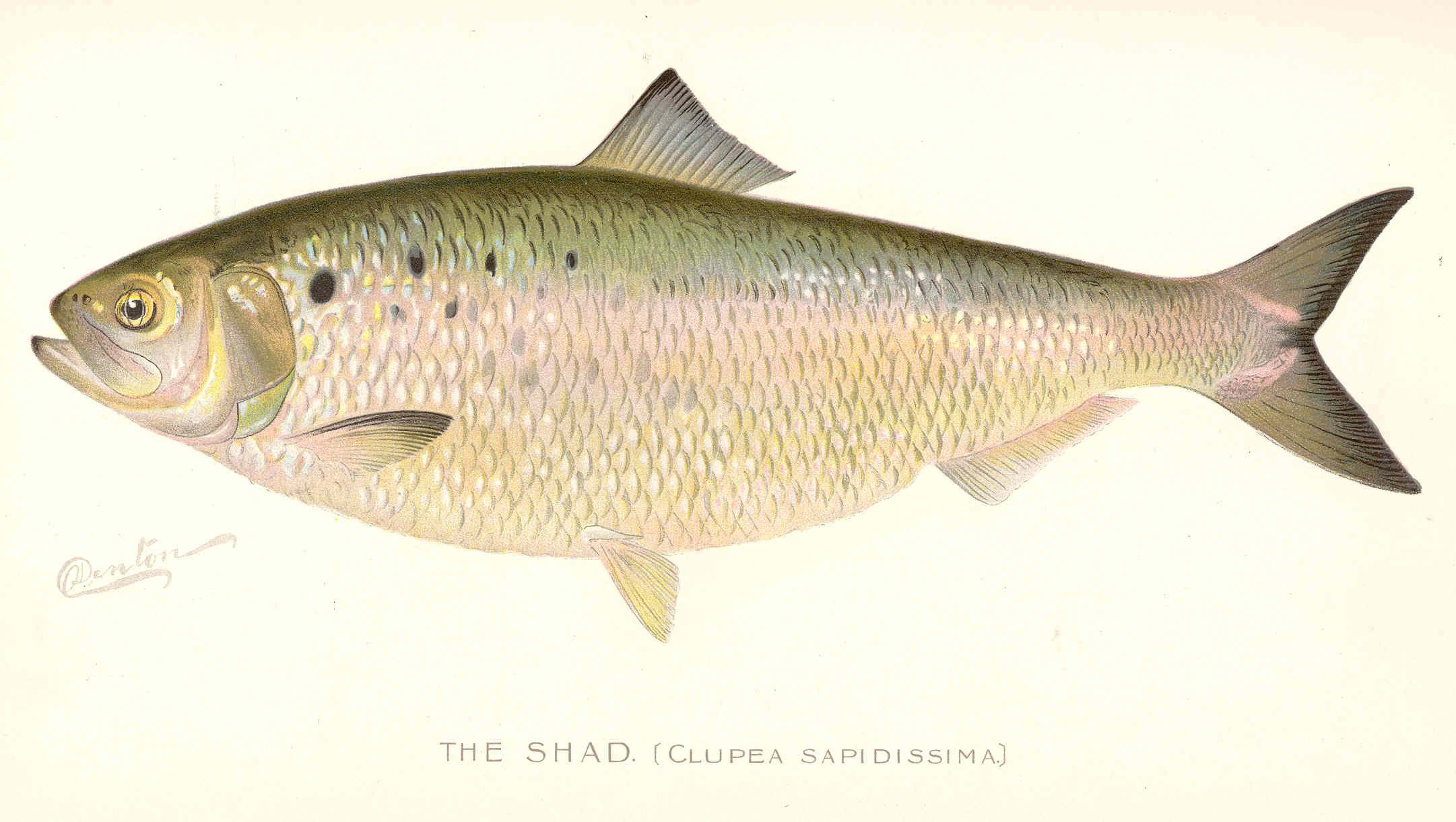 Museomics of Invasive shad