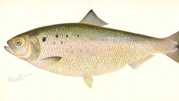 American Shad Museomics featured image